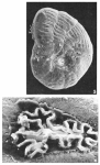Dendritina elegans d'Orbigny, 1846