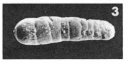 Spirolina cylindracea (Lamarck, 1804) Spirolina cylindracea (Lamarck, 1804)