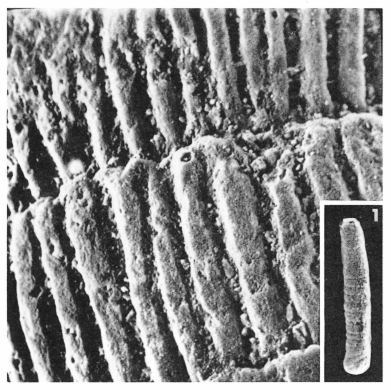 Spirolina cylindracea (Lamarck, 1804) Spirolina cylindracea (Lamarck, 1804)