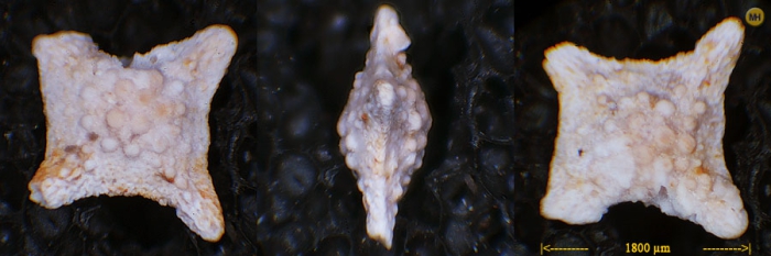 Siderolites calcitrapoides Lamarck, 1801 Siderolites calcitrapoides Lamarck, 1801