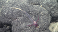 Hemichordata