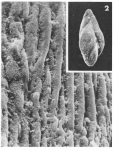 Guttulina spicaeformis var. parisiensis Le Calvez, 1950