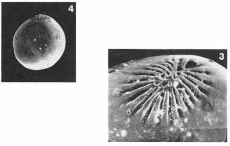 Globulina gibba (d'Orbigny in Deshayes, 1832)