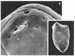 Sigmomorphina parisiensis Rouvillois, 1960
