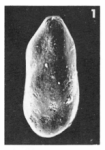 Pyrulina polita (Terquem, 1882)
