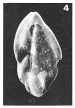 Sigmomorphina apiculata Le Calvez, 1950 Sigmomorphina apiculata Le Calvez, 1950