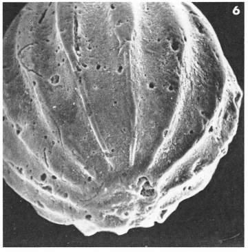 Oolina isabelleana d'Orbigny, 1839 Oolina isabelleana d'Orbigny, 1839