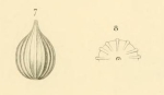 Oolina isabella d'Orbigny, 1839