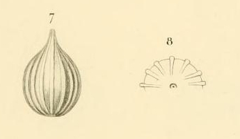 Oolina isabella d'Orbigny, 1839 Oolina isabella d'Orbigny, 1839