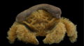 WoRMS Top Ten 2022