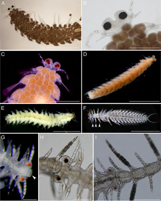 Ramisyllis kingghidorahi Aguado, Ponz-Segrelles, Glasby, Ribeiro, Jimi & Miura, In Aguado, Ponz-Segrelles, Glasby, Ribeiro, Nakamura, Oguchi, Omori, Kohtsuka, Fischer, Ise, Jimi & Miura, 2022