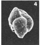 Bulimina parisiensis Kaasschieter, 1961