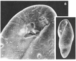 Buliminella pulchra (Terquem, 1882)