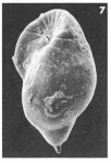 Buliminella bullina Le Calvez, 1950