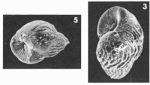 Buliminella turbinata (Terquem, 1882)