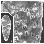 Bolivina pulchra Le Calvez, 1950