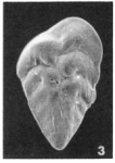 Bolivina carinata Terquem, 1882