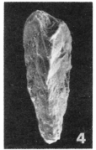 Chromista - Foraminifera (foraminifers)