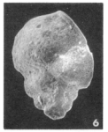 Bolivina eocaenica Terquem Em. Le Calvez, 1950