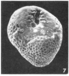 Bulimina tenuistriata Terquem Em. Le Calvez, 1950