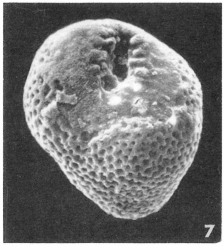 Bulimina tenuistriata Terquem Em. Le Calvez, 1950 Bulimina tenuistriata Terquem Em. Le Calvez, 1950