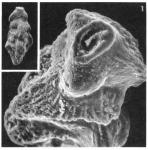 Angulogerina muralis (Terquem, 1882)