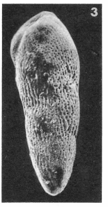 Buliminella striatopunctata (Terquem, 1882) Buliminella striatopunctata (Terquem, 1882)