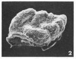 Sagrina canaliculata (Terquem, 1882)