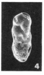 Uvigerinella abbreviata (Terquem, 1882)