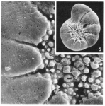 Nonion graniferum (Terquem, 1882), author: Le Coze, François