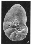 Nonion elongatum (d'Orbigny, 1852)