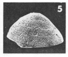 Discorbis discoides (d'Orbigny in Michelotti, 1841)