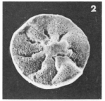Discorbis discoides (d'Orbigny in Michelotti, 1841)