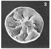 Discorbis discoides (d'Orbigny in Michelotti, 1841) Discorbis discoides (d'Orbigny in Michelotti, 1841)