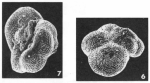 Rosalina bractifera (Le Calvez, 1949)