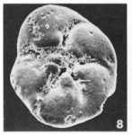Rosalina quadrata Terquem, 1882