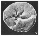 Rosalina limbata (Terquem, 1882)
