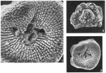 Glabratella diadematoides (Le Calvez, 1959)