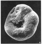Glabratella herouvalensis (Le Calvez in Le Calvez & Feugueur, 1954)