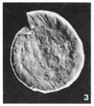 Spirillina simplex Le Calvez, 1949