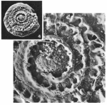 Planispirillina striatogranulosa (Terquem) Em. Le Calvez, 1949