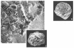 Rotalia septifera (Terquem, 1882)