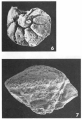 Pararotalia inermis (Terquem, 1882), author: Le Coze, Franis