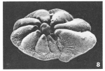 Pararotalia audouini (d'Orbigny, 1850)