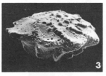 Pararotalia debourlei Le Calvez, 1970