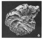 Pararotalia debourlei Le Calvez, 1970