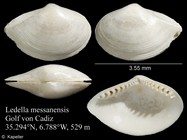 Ledella messanensis