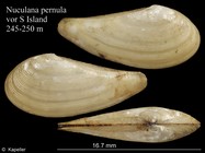 Nuculana pernula