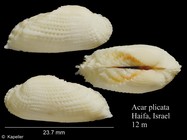 Acar plicata