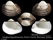 Anadara kagoshimensis